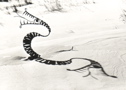 Dragon, painted iron and gold leaf (1952)